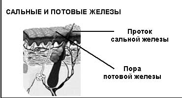 Почему выводной проток сальной железы изображен около фолликула волоса Почему выводной проток сальной железы изображен около фолликула волоса